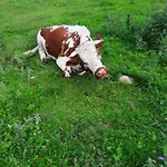 Carmen * Grän